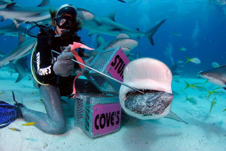 Scuba Diving Stuart Coves Bahamas Dive Shop Tours