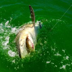 Adventures - Bamboo Charters - Florida Keys Fishing Tours and Trips