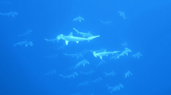 Schooling Scalloped Hammerheads in Key Largo, FL