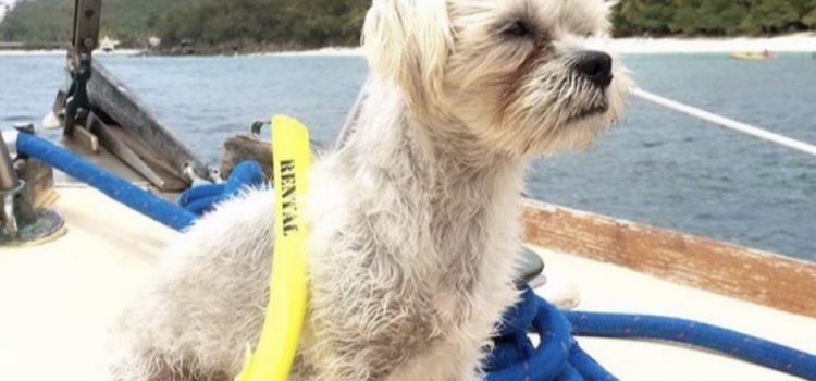 Sailing with Henley Sailing with Henley