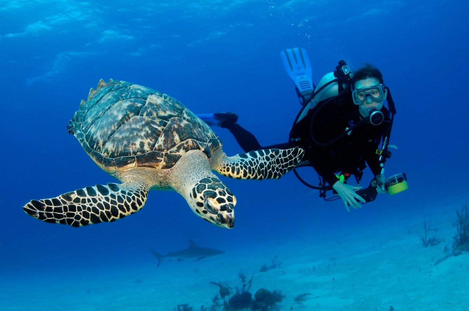 Scuba Diving Stuart Coves Bahamas Dive Shop & Tours