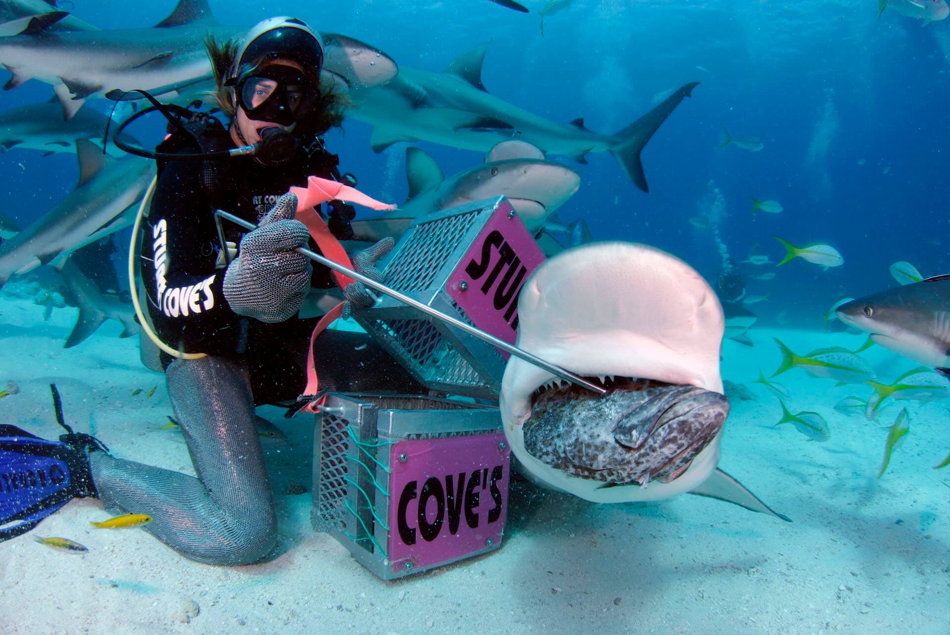 Shark Feeder Program - Stuart Coves - Bahamas Dive Shop & Tours.