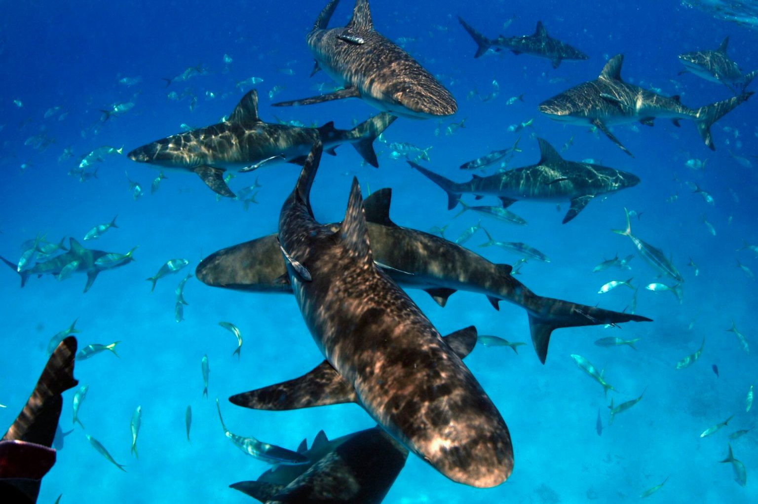 Shark Diving Stuart Coves Bahamas Dive Shop And Tours