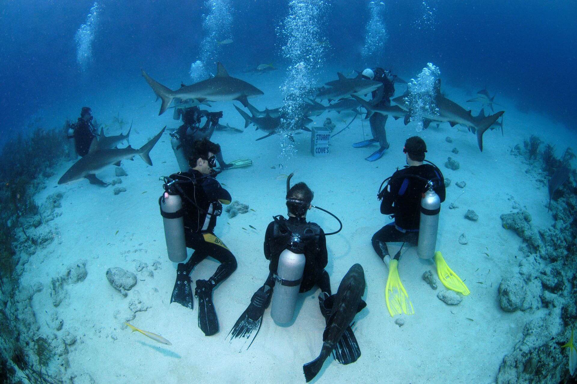 Scuba Diving Stuart Coves Bahamas Dive Shop And Tours