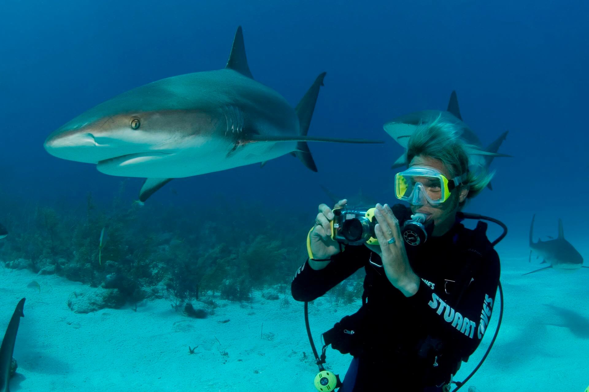 Shark Shooter Program - Stuart Coves - Bahamas Dive Shop & Tours.