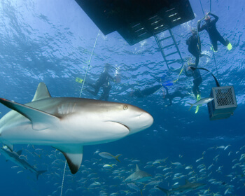 STUART COVE'S DIVE #2 Bahamas sharks  Travel Souvenir Flexible Fridge MAGNET 