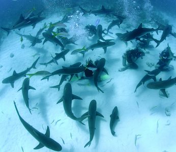 Shark Scuba Diving Nassau Scuba Diving with Sharks in Nassau Short-Sleeve Unisex T-Shirt